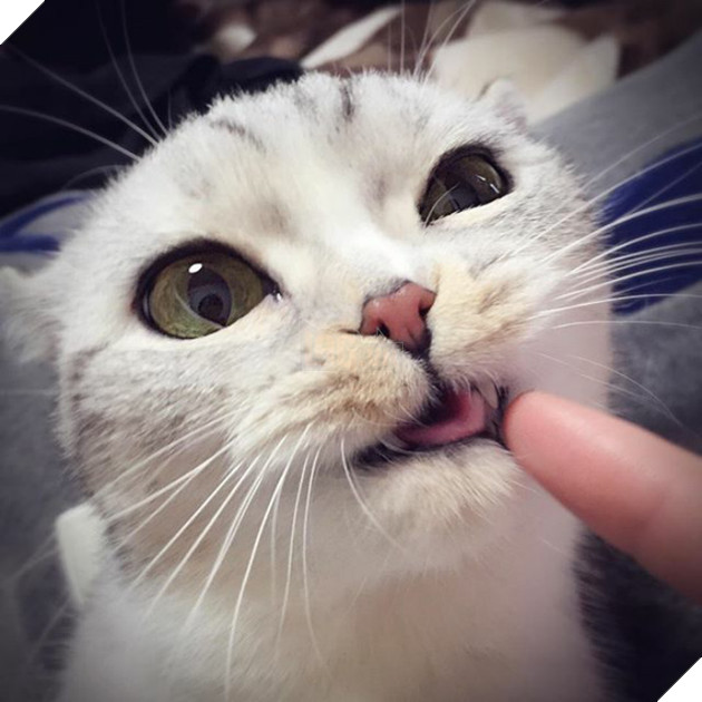 Chú mèo Nhật Bản mắt to long lanh khuấy đảo cộng đồng Instagram, #22 vẻ mặt ngố tàu siêu đáng yêu 24