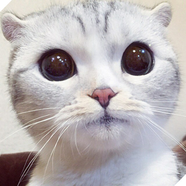 Chú mèo Nhật Bản mắt to long lanh khuấy đảo cộng đồng Instagram, #22 vẻ mặt ngố tàu siêu đáng yêu 25