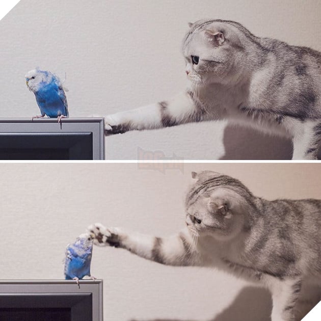 Chú mèo Nhật Bản mắt to long lanh khuấy đảo cộng đồng Instagram, #22 vẻ mặt ngố tàu siêu đáng yêu 26