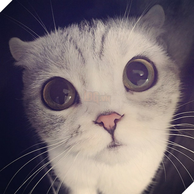 Chú mèo Nhật Bản mắt to long lanh khuấy đảo cộng đồng Instagram, #22 vẻ mặt ngố tàu siêu đáng yêu 27