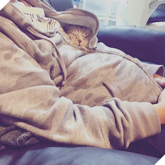 Chú mèo Nhật Bản mắt to long lanh khuấy đảo cộng đồng Instagram, #22 vẻ mặt ngố tàu siêu đáng yêu 28