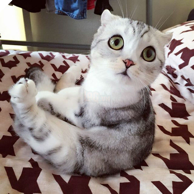 Chú mèo Nhật Bản mắt to long lanh khuấy đảo cộng đồng Instagram, #22 vẻ mặt ngố tàu siêu đáng yêu 29