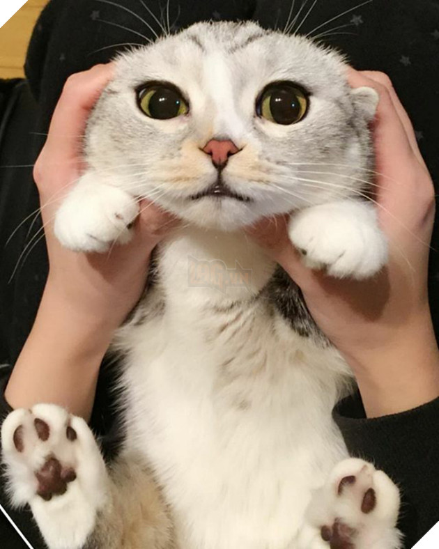 Chú mèo Nhật Bản mắt to long lanh khuấy đảo cộng đồng Instagram, #22 vẻ mặt ngố tàu siêu đáng yêu 30