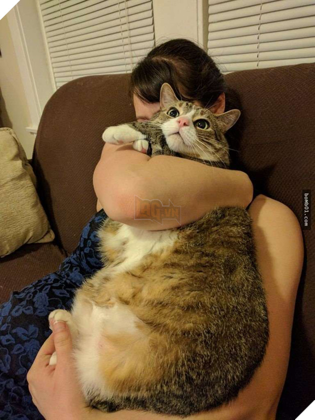 25 bức ảnh cho thấy trong thế giới loài mèo béo ú mới là dễ thương nhất 20