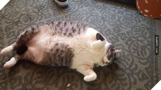 25 bức ảnh cho thấy trong thế giới loài mèo béo ú mới là dễ thương nhất 12