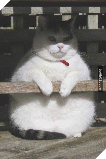 25 bức ảnh cho thấy trong thế giới loài mèo béo ú mới là dễ thương nhất 26