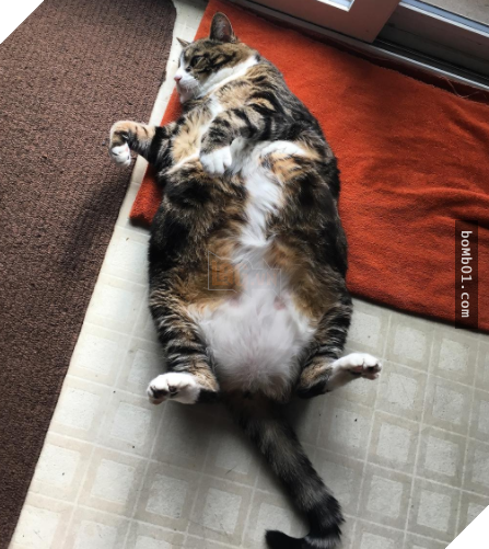 25 bức ảnh cho thấy trong thế giới loài mèo béo ú mới là dễ thương nhất 15