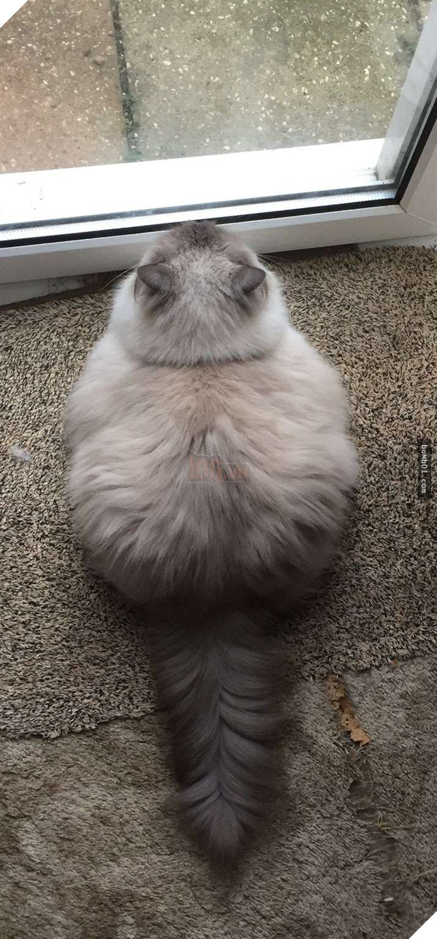 25 bức ảnh cho thấy trong thế giới loài mèo béo ú mới là dễ thương nhất 4