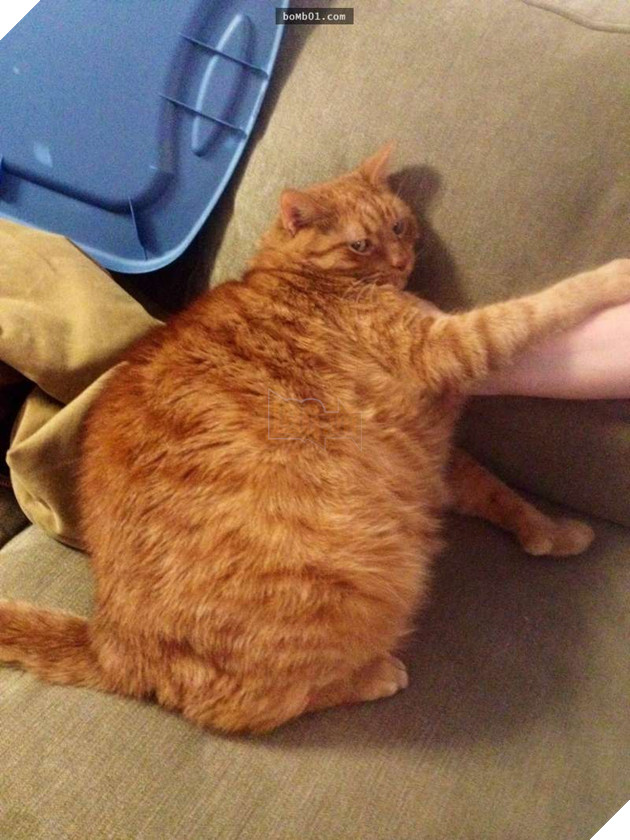 25 bức ảnh cho thấy trong thế giới loài mèo béo ú mới là dễ thương nhất 18