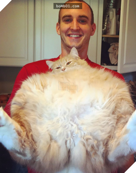 25 bức ảnh cho thấy trong thế giới loài mèo béo ú mới là dễ thương nhất 25