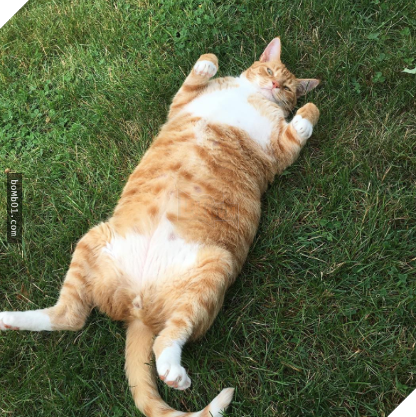 25 bức ảnh cho thấy trong thế giới loài mèo béo ú mới là dễ thương nhất 24