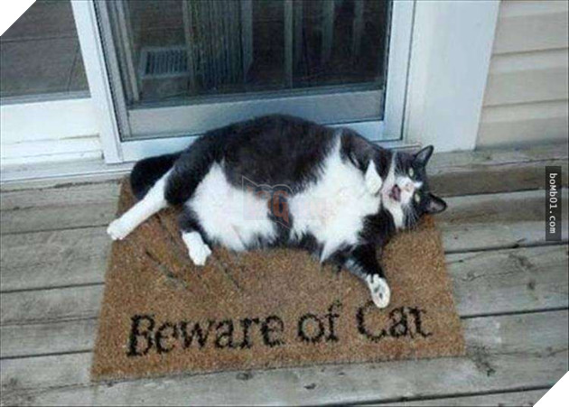 25 bức ảnh cho thấy trong thế giới loài mèo béo ú mới là dễ thương nhất 21