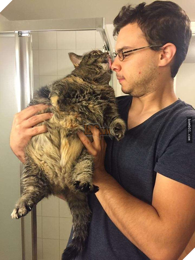 25 bức ảnh cho thấy trong thế giới loài mèo béo ú mới là dễ thương nhất 10