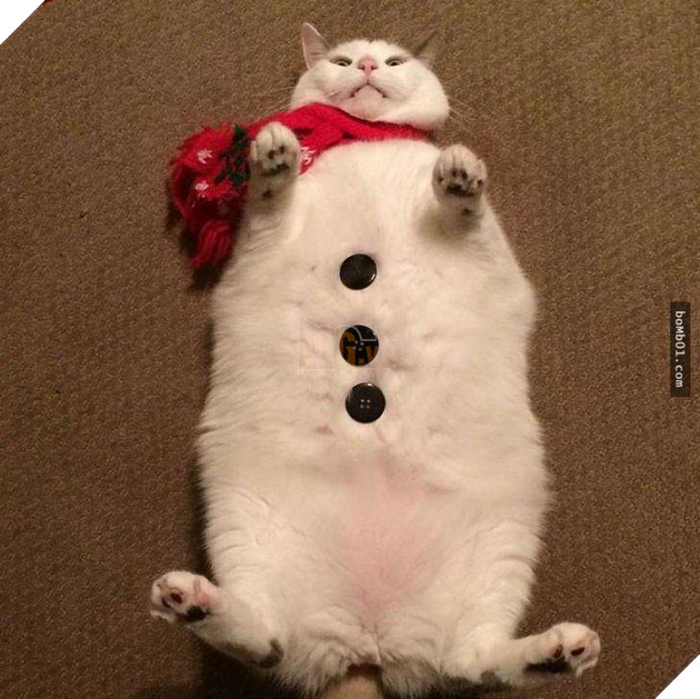 25 bức ảnh cho thấy trong thế giới loài mèo béo ú mới là dễ thương nhất 22