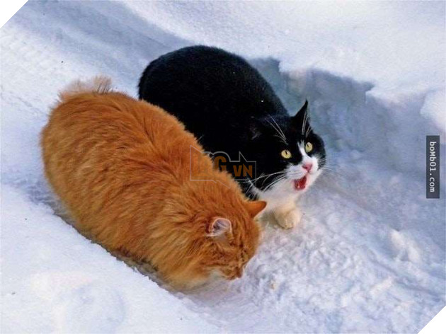 25 bức ảnh cho thấy trong thế giới loài mèo béo ú mới là dễ thương nhất 6