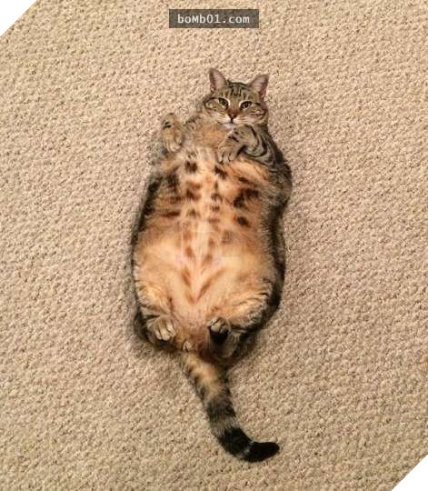 25 bức ảnh cho thấy trong thế giới loài mèo béo ú mới là dễ thương nhất 17