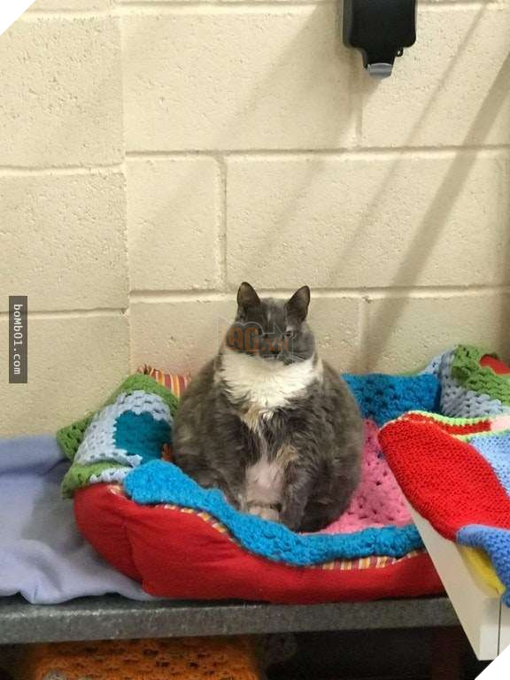 25 bức ảnh cho thấy trong thế giới loài mèo béo ú mới là dễ thương nhất 19