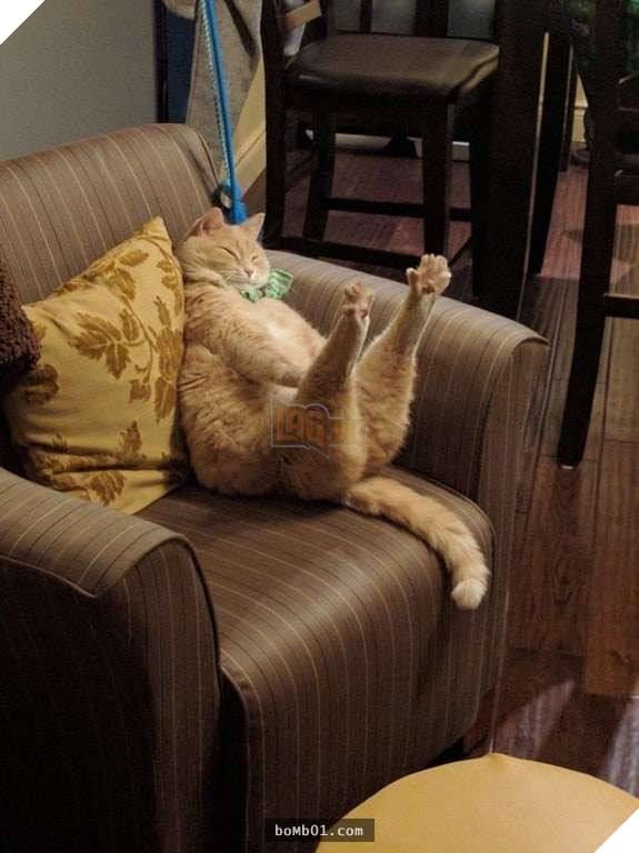 25 bức ảnh cho thấy trong thế giới loài mèo béo ú mới là dễ thương nhất 23