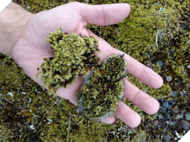 22 khoảnh khắc tình cờ trong cuộc sống khiến bạn lú lẫn không biết mình đang mơ hay tỉnh - Ảnh 1.