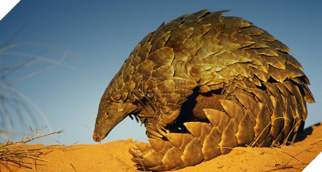 DOTA 2: 2 Hero mới bất ngờ xuất hiện tại sự kiện The International 7 2