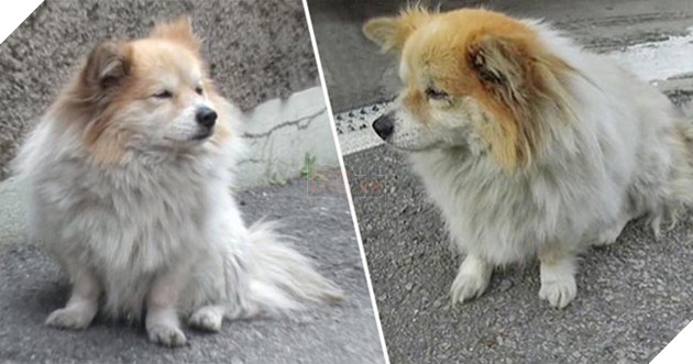 chú chó đợi chủ về