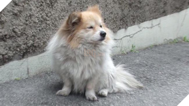 chú chó đợi chủ về