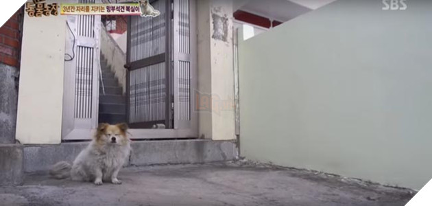 chú chó đợi chủ về