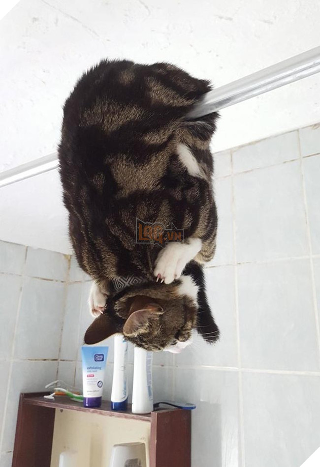 những chú mèo hài hước