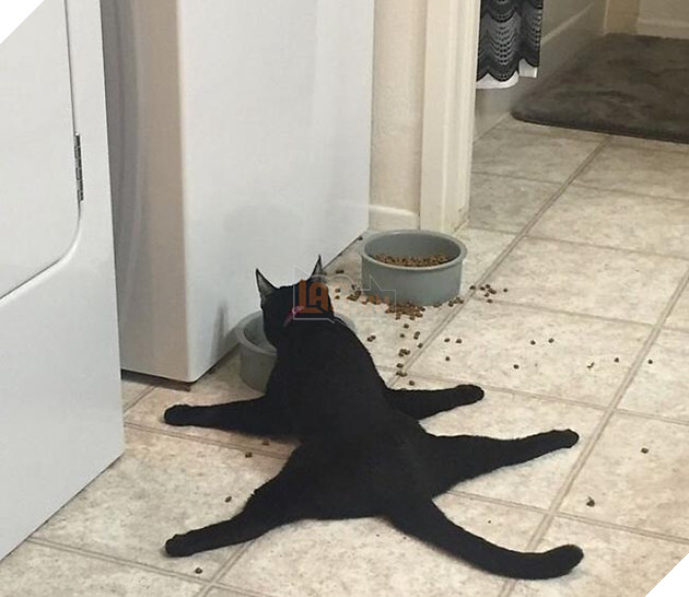 những chú mèo hài hước