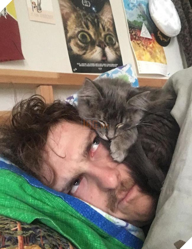 những chú mèo hài hước