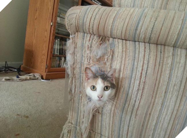 những chú mèo hài hước