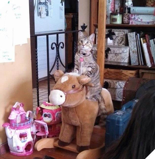 những chú mèo hài hước