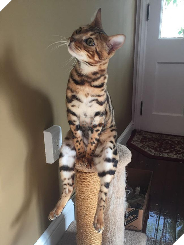 những chú mèo hài hước