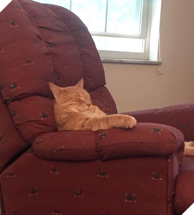 những chú mèo hài hước