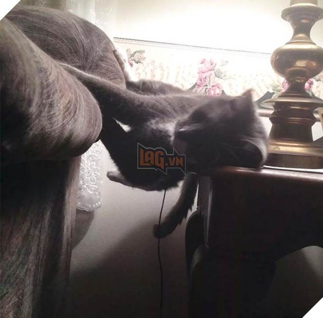 những chú mèo hài hước