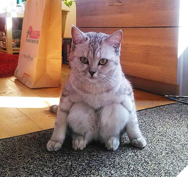 những chú mèo hài hước