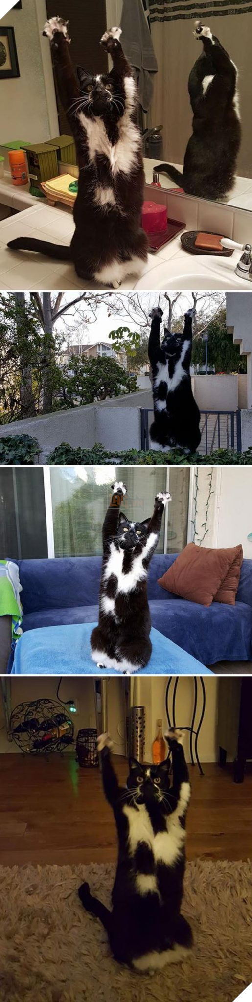 những chú mèo hài hước