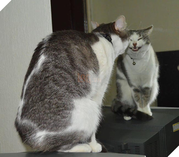 những chú mèo hài hước