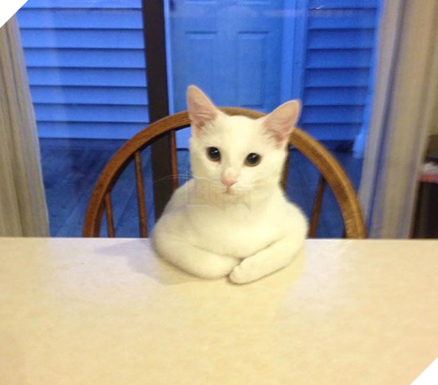 những chú mèo hài hước