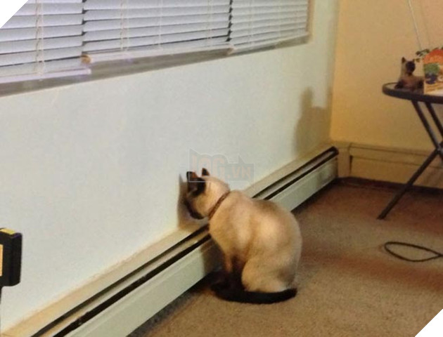 16 con mèo “té giếng” cần được trả đĩa bay để rời khỏi Trái Đất ngay lập tức