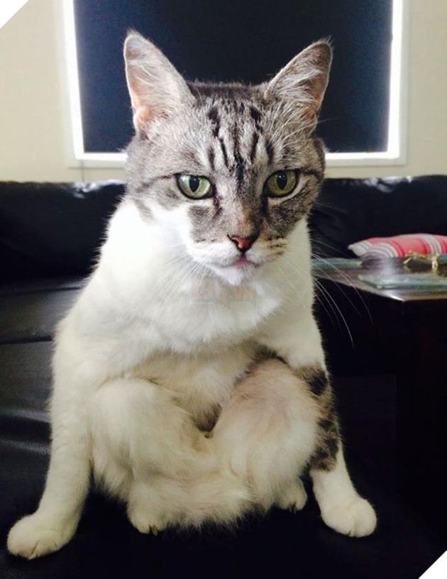 những chú mèo hài hước