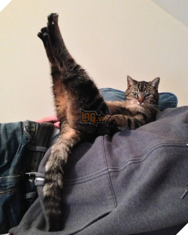 những chú mèo hài hước