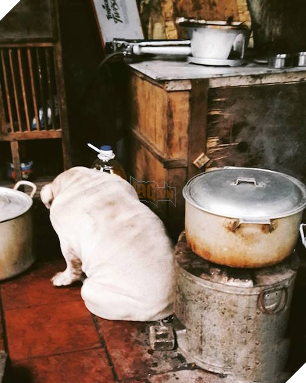 Chú chó Bull này nặng 40kg và bị liệt vào danh sách chó béo phì.