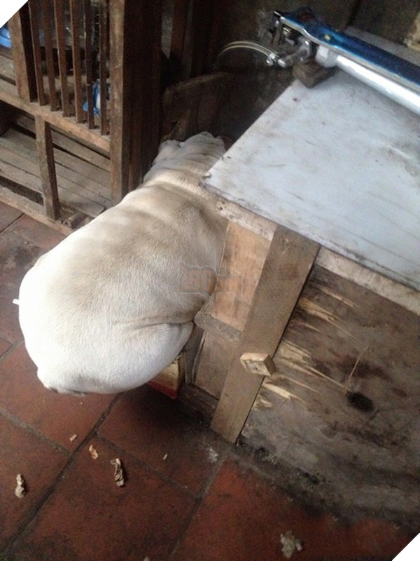 Bất kể thân hình mập béo thế nào, cậu vẫn trung thành với sở thích chui rúc góc bếp của mình.