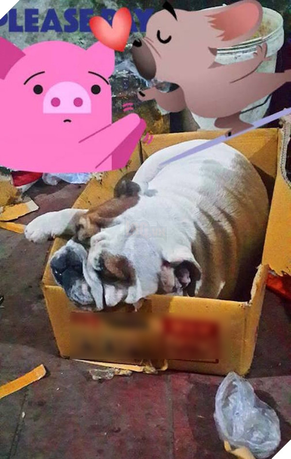 Bull "mặt mông" an nhiên ngủ ngon lành mà không biết rằng mình đang trở thành tâm điểm bàn tán của dư luận.