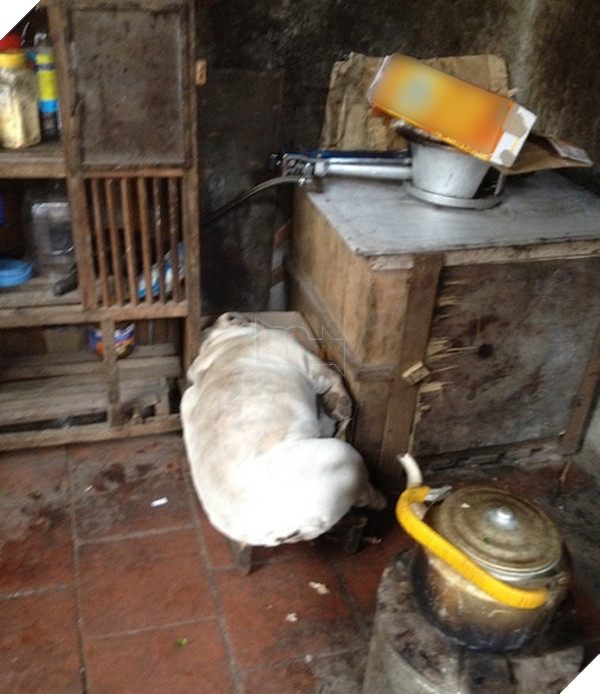 Nếu không được nói trước thì chẳng ai nghĩ cái "bị thịt" đang nằm ngủ phủ phê kia là một con chó đâu.