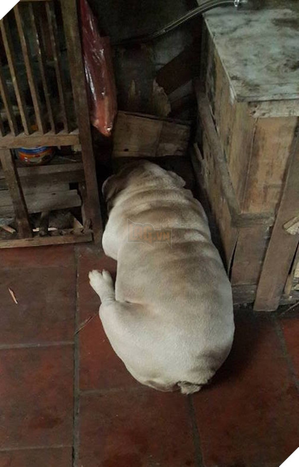 "Tui biết tui béo phì rồi, không cần phải soi tận mông vậy đâu".