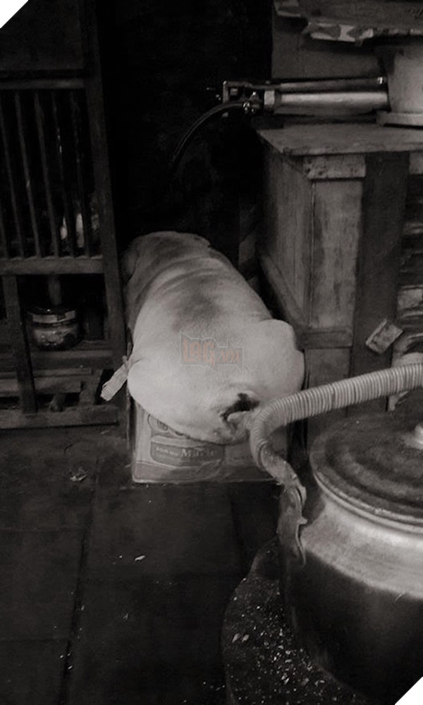 "Người ta đã xấu hổ chui vào xó che mặt lại mà vẫn cứ bám dai như đỉa là sao? Tính dìm hàng tui à?"