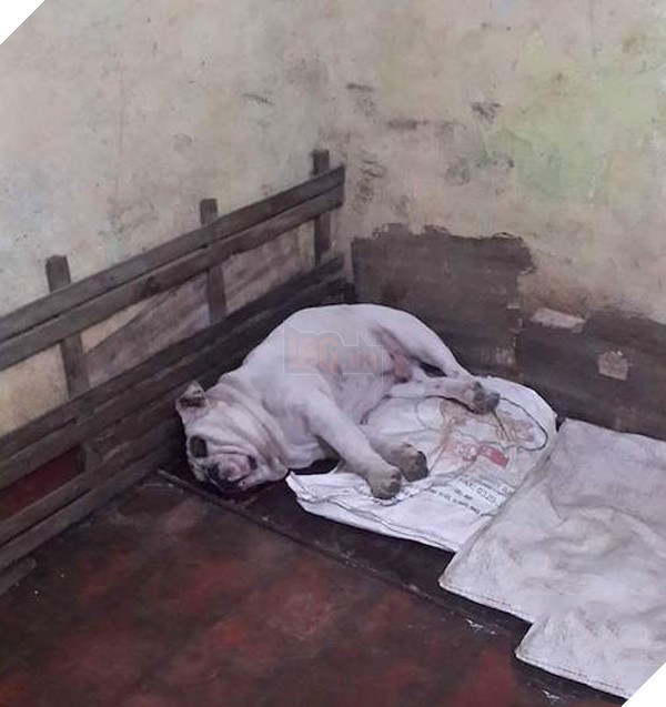 Thúc ăn thêm vài hôm nữa là nay mai có thể xuất chuồng được rồi.