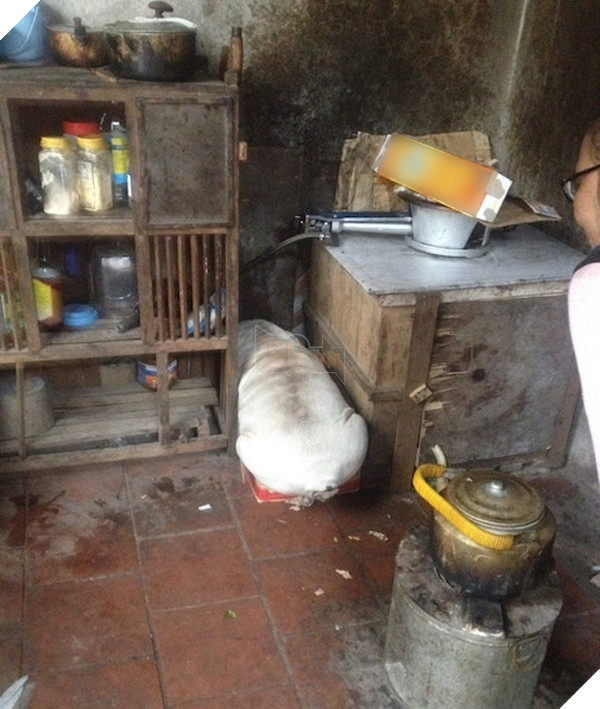 Cậu tưởng cậu mi nhon lắm sao mà cứ thích chui xó bếp vậy?